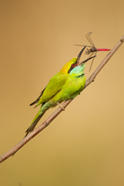 bird